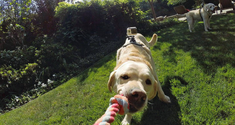 Arnés para perro con soporte GoPro y DJI Osmo