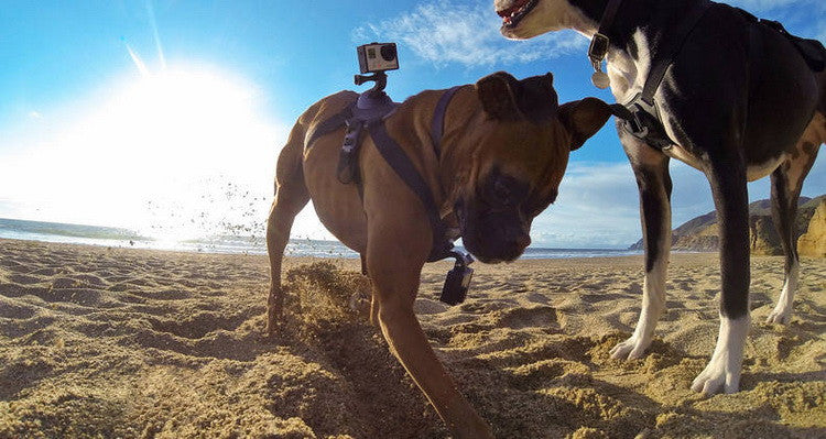 Arnés para perro con soporte GoPro y DJI Osmo