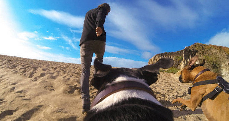 Arnés para perro con soporte GoPro y DJI Osmo