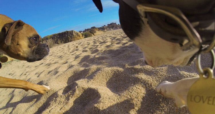 Arnés para perro con soporte GoPro y DJI Osmo